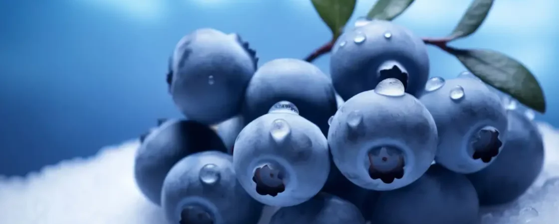 Les Bienfaits des Myrtilles Un Petit Fruit aux Grands Pouvoirs