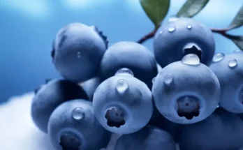 Les Bienfaits des Myrtilles Un Petit Fruit aux Grands Pouvoirs