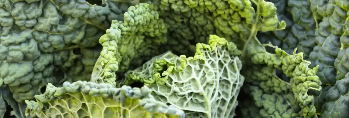 Les Vertus Incroyables du Chou Kale Santé et Longévité