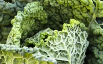 Les Vertus Incroyables du Chou Kale Santé et Longévité