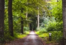 image d'une forêt