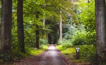 image d'une forêt