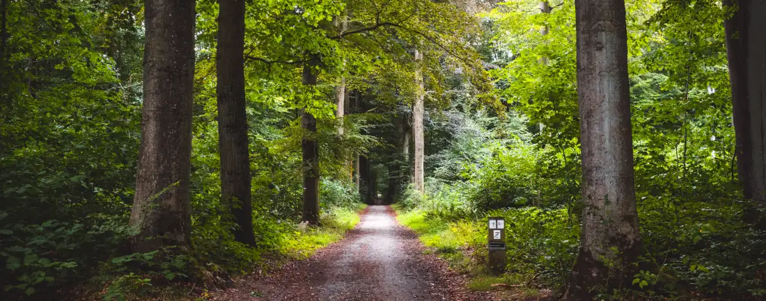 image d'une forêt